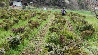 장흥 모경화 님의 기타작물 · 영농일지 작성글 사진