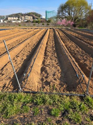 김연숙님의 기타작물 · 영농일지 작성글 사진