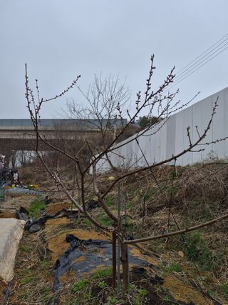 써니님의 복숭아 · 영농일지 작성글 사진