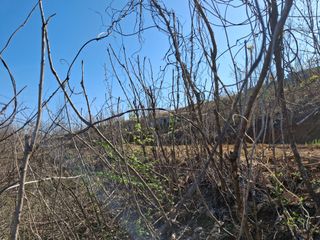 엄순모사선대농장님의 두릅 · 영농일지 작성글 사진