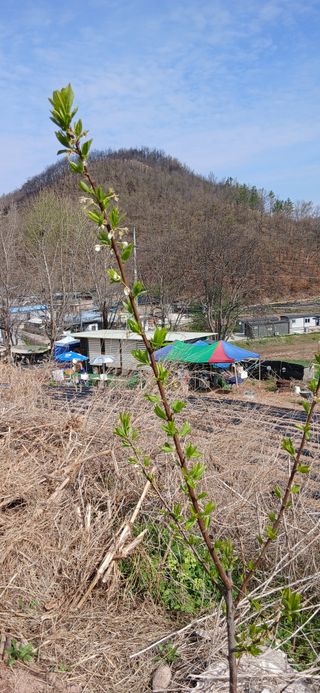 정연섭님의 기타작물 · 영농일지 작성글 사진