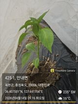 팜모닝 고추·영농일지 게시글 이미지