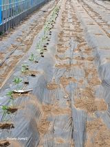 팜모닝 기타작물·영농일지 게시글 이미지