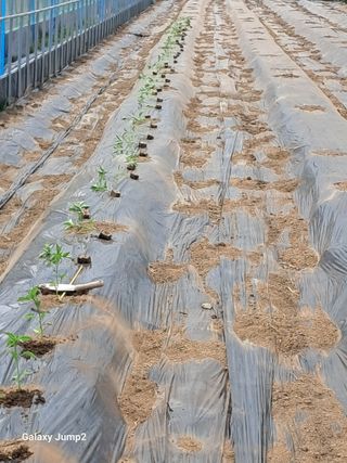 이천순님의 기타작물 · 영농일지 작성글 사진