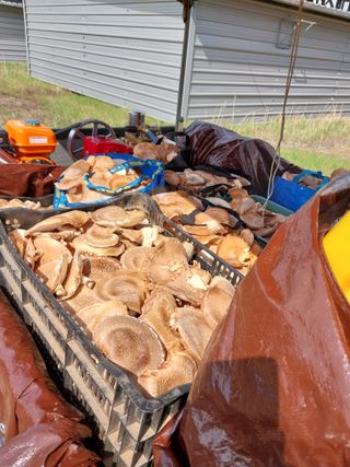 안광수님의 버섯 · 영농일지 작성글 사진