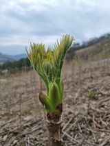 팜모닝 두릅·영농일지 게시글 이미지