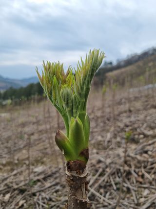 팜모닝회원 정정섭 님의 작성글 사진