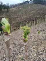 팜모닝회원 정정섭 님의 작성글 사진