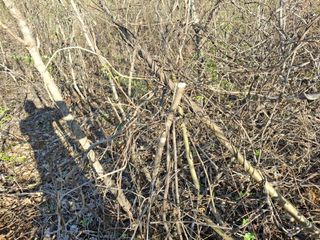 엄순모사선대농장님의 두릅 · 영농일지 작성글 사진
