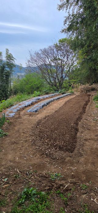 한병훈님의 고추 · 영농일지 작성글 사진