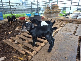 늘햇살팜 님의 기타작물 · 영농일지 작성글 사진