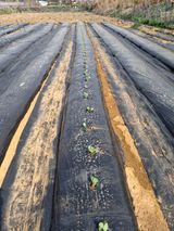 팜모닝 양배추·영농일지 게시글 이미지