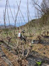 팜모닝 기타작물·영농일지 게시글 이미지