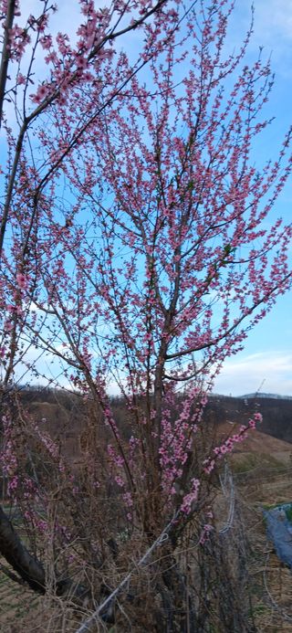 정연섭님의 기타작물 · 영농일지 작성글 사진