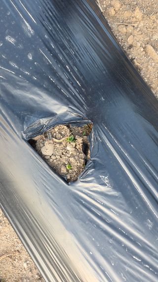 고구마15091님의 감자 · 영농일지 작성글 사진