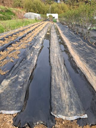 마늘14470님의 기타작물 · 영농일지 작성글 사진