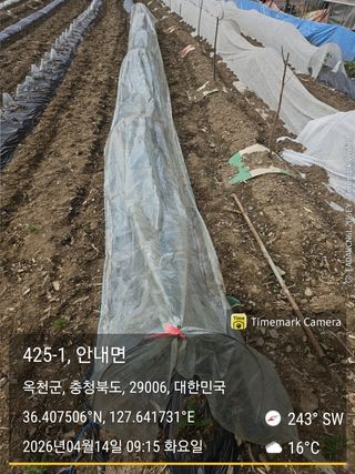 찔레골 양봉 농원님의 고추 · 영농일지 작성글 사진