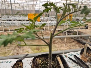 늘햇살팜 님의 기타작물 · 영농일지 작성글 사진