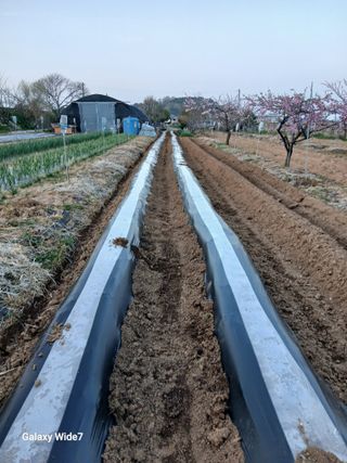 바위돌 심재성님의 참깨 · 영농일지 작성글 사진