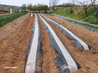 바위돌 심재성님의 참깨 · 영농일지 작성글 사진