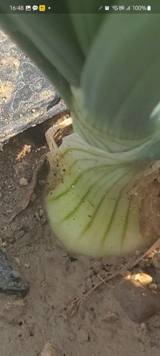 알렉산더님의 양파 · 영농일지 작성글 사진