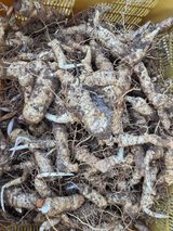 공주유구 구계박만호님의 작성글 사진