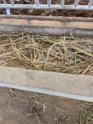 제2의인생출발님의 기타작물 · 영농일지 작성글 사진