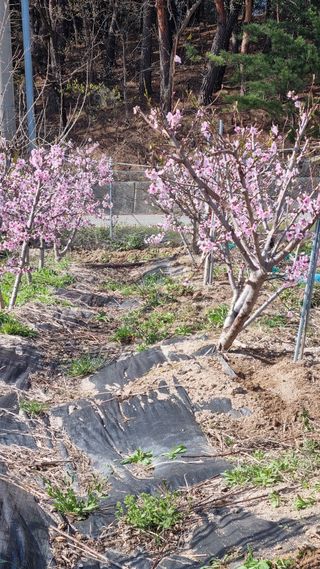 최언봉님의 옥수수 · 영농일지 작성글 사진