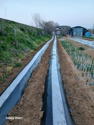 바위돌 심재성님의 참깨 · 영농일지 작성글 사진