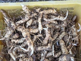 공주유구 구계박만호님의 기타작물 · 영농일지 작성글 사진