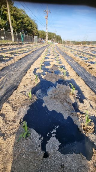 최언봉님의 옥수수 · 영농일지 작성글 사진