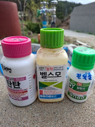 주재필님의 자두 · 영농일지 작성글 사진