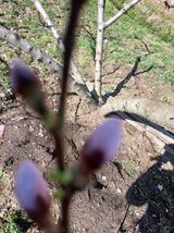 팜모닝 복숭아·영농일지 게시글 이미지