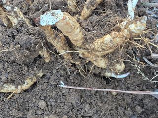 공주유구 구계박만호님의 기타작물 · 영농일지 작성글 사진