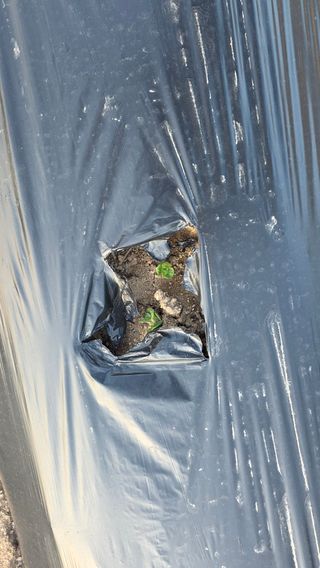 고구마15091님의 감자 · 영농일지 작성글 사진