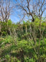 팜모닝 기타작물·영농일지 게시글 이미지