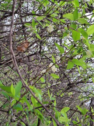 엄순모사선대농장님의 두릅 · 영농일지 작성글 사진