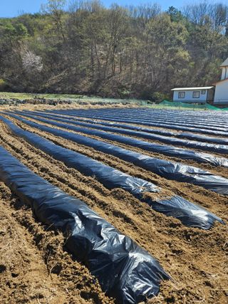 드라곤해드님의 기타작물 · 영농일지 작성글 사진