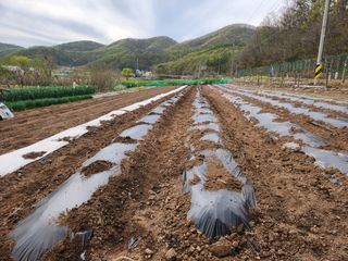 옥수수14683님의 기타작물 · 영농일지 작성글 사진