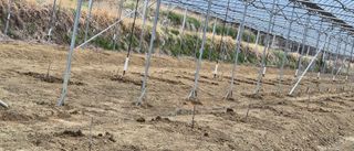 김명숙님의 기타작물 · 영농일지 작성글 사진