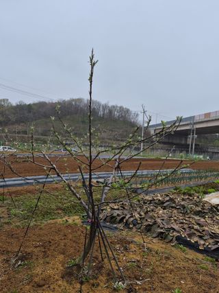써니님의 복숭아 · 영농일지 작성글 사진