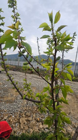장정규님의 복숭아 · 영농일지 작성글 사진