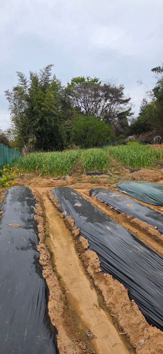 한병훈님의 고추 · 영농일지 작성글 사진