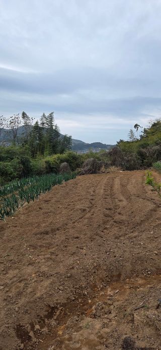 한병훈님의 고추 · 영농일지 작성글 사진