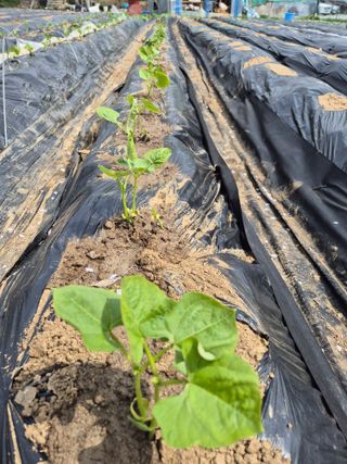 이경옥님의 기타작물 · 영농일지 작성글 사진