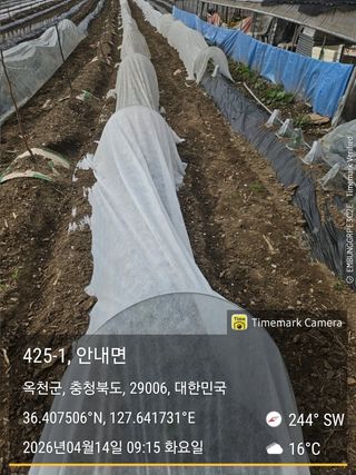 찔레골 양봉 농원님의 고추 · 영농일지 작성글 사진