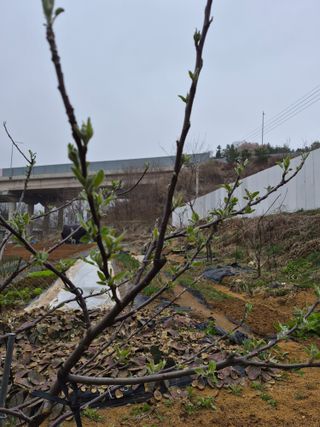 써니님의 복숭아 · 영농일지 작성글 사진