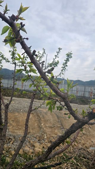 장정규님의 복숭아 · 영농일지 작성글 사진