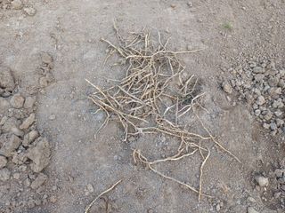 최정윤님의 기타작물 · 영농일지 작성글 사진