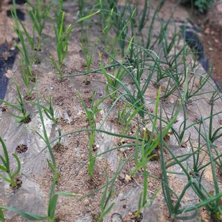 김춘성님의 기타작물 · 영농일지 작성글 사진